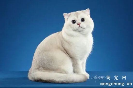 宠物猫受伤后怎么办？猫咪常见伤口的处理方法