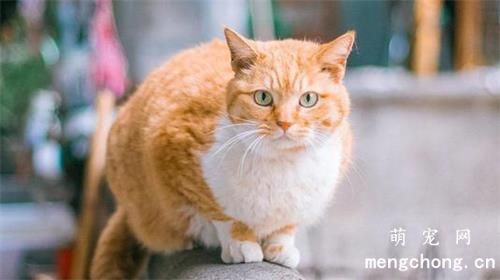宠物猫吐黄水是什么原因
