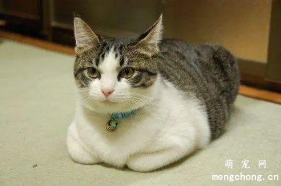 宠物猫咪莱姆病的症状及防治方法