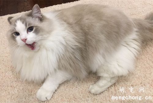 宠物猫咳嗽的原因及症状