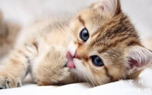 宠物猫尿崩症的症状及诊断方法
