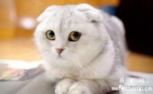 宠物猫尿频怎么办？猫咪尿频的原因