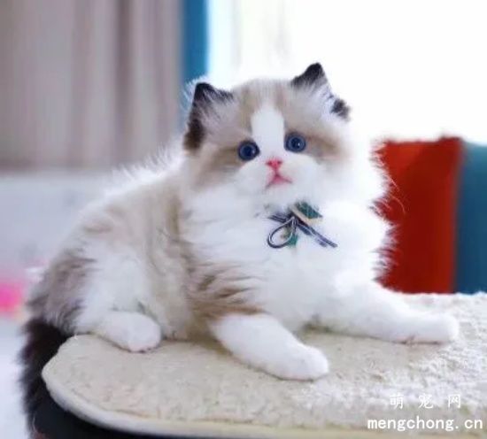 宠物猫异食癖的症状及防治方法