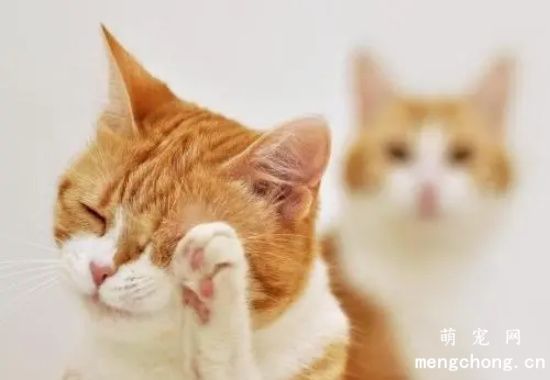 宠物猫泌尿系统疾病超声检查方法