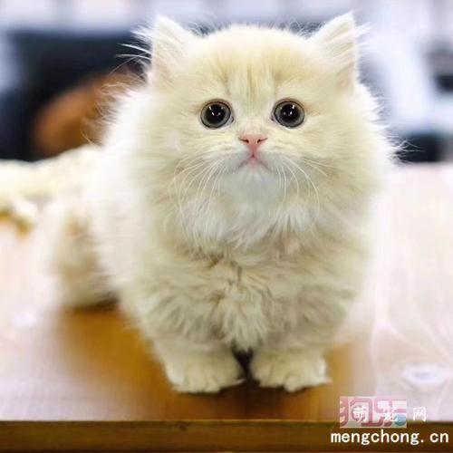 宠物猫的肺部常规检查