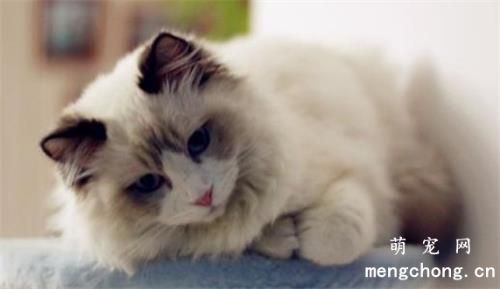 宠物猫眼睛浑浊怎么办？