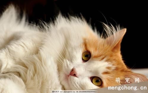 宠物猫等孢球虫病的症状有哪些？怎么治疗等孢球虫病