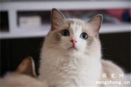 宠物猫糖尿病诊断与治疗