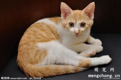 宠物猫糖尿病诊断与治疗