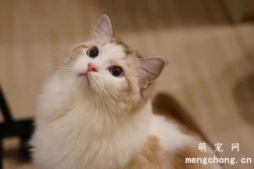 宠物猫绝育后会发生哪些问题？