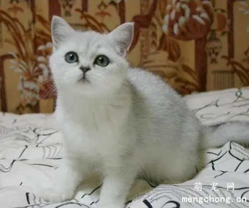 宠物猫维生素ABDE缺乏的症状及治疗方法