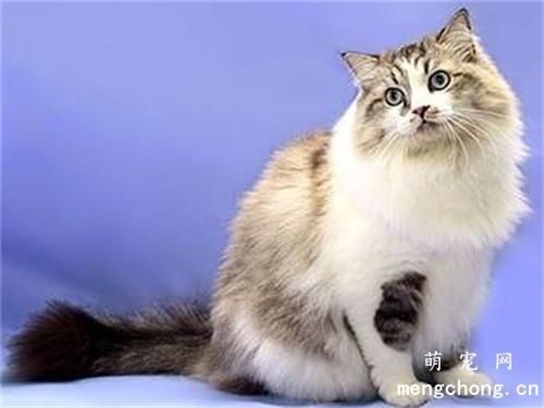 宠物猫肥大性心肌病的预防与治疗