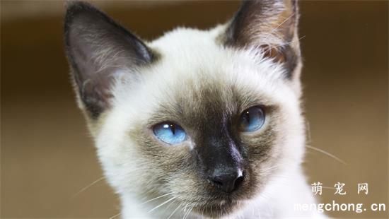 宠物猫肥大细胞瘤的症状及治疗方法