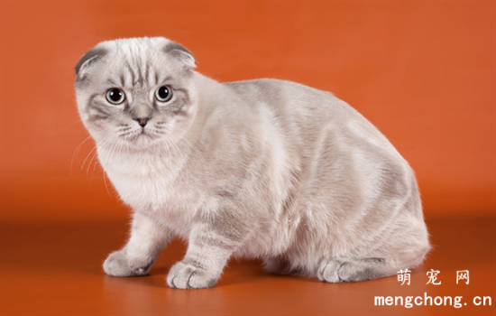 宠物猫肥大细胞瘤的症状及治疗方法