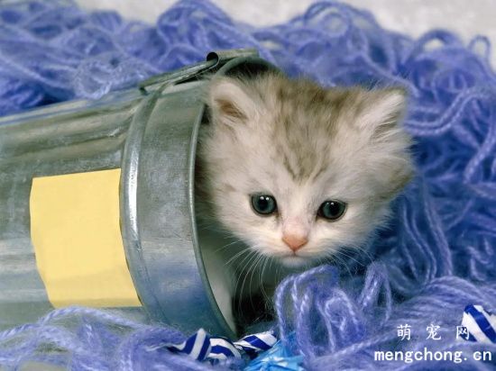 宠物猫肾衰的治疗方法和常见并发症