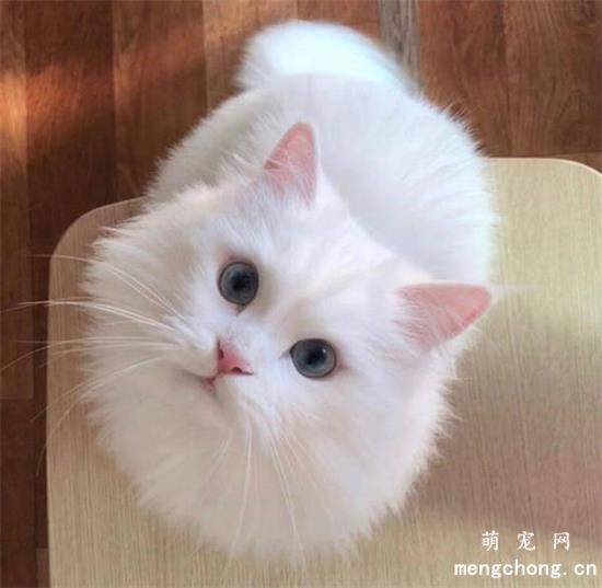 宠物猫视网膜炎的症状及治疗方法