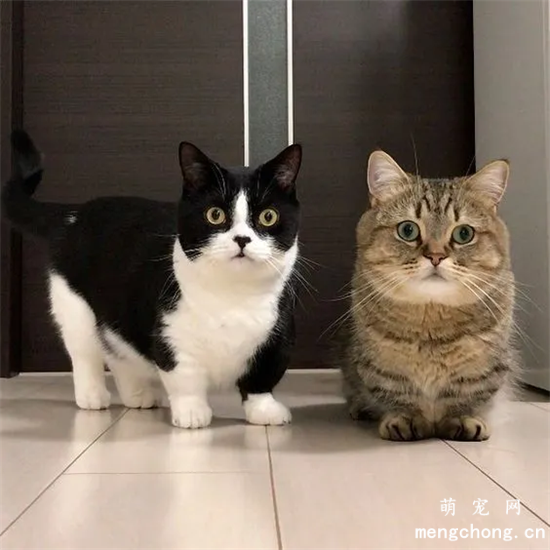 宠物猫钩虫病的症状及防治方法