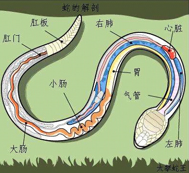 宠物蛇吐食到底是怎么造成的?(图2) 宠物蛇吐食到底是怎么造成的?