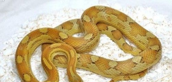 宠物蛇都有哪些 常见饲养宠物蛇的品种