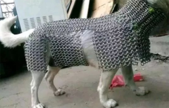 害怕狗狗出去受欺负就给它做了一件衣服，网友看后呆住