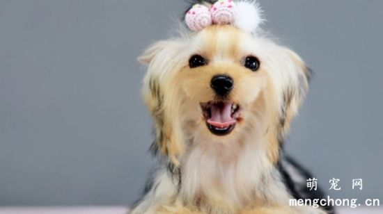 狗狗美容的误区