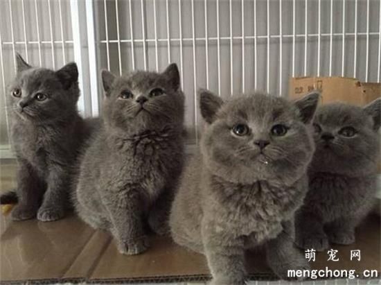 导致猫咪脚部肿胀的原因有哪些呢？