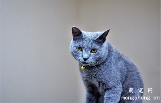 蓝猫吐了是什么原因引起的