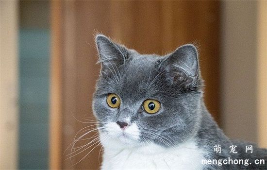 蓝猫吐了是什么原因引起的