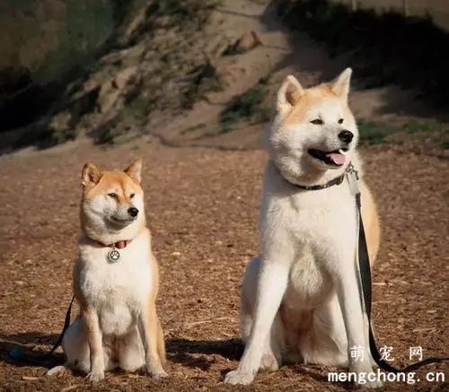 小o和小h是秋田还是柴犬