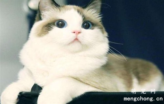 小土猫需要打疫苗吗