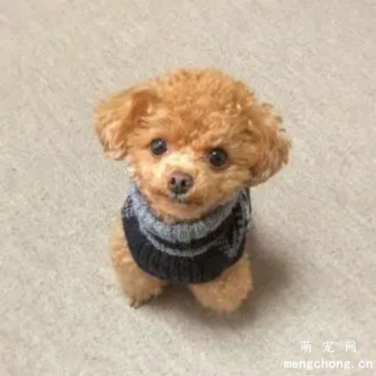 小奶狗吃什么食物?