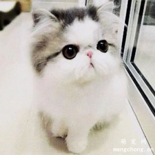 小奶猫感冒发烧怎么正确有效降温？