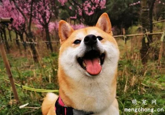 小柴犬掉毛严重吗？