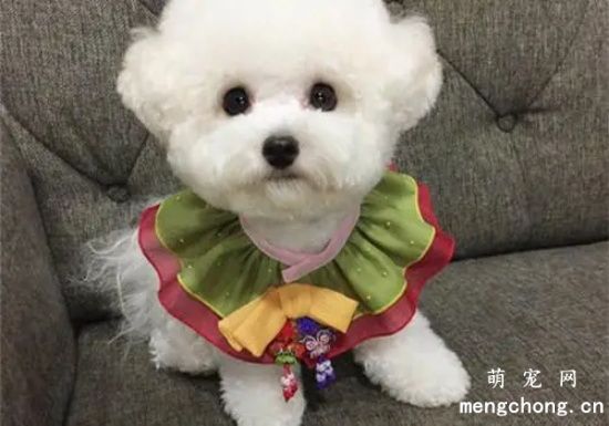 小狗咳咳咔怎么回事
