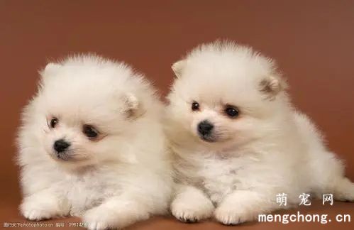 小狗喝水吐水怎么回事