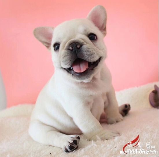小狗拉肚子吃什么药？