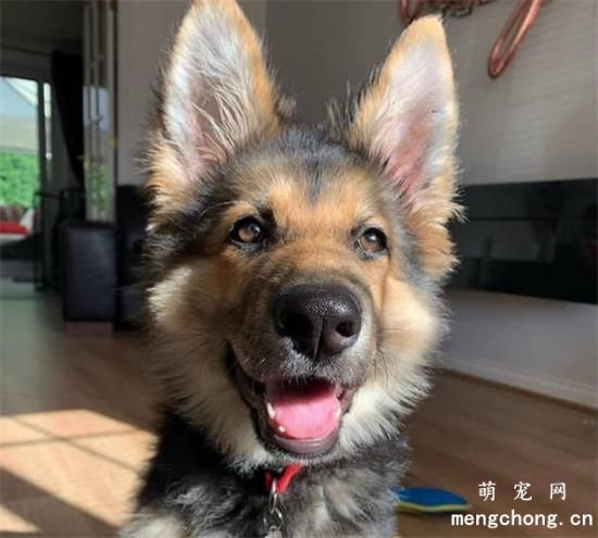 小狗狗