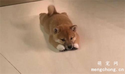 小狗狗缺钙会有哪些症状？