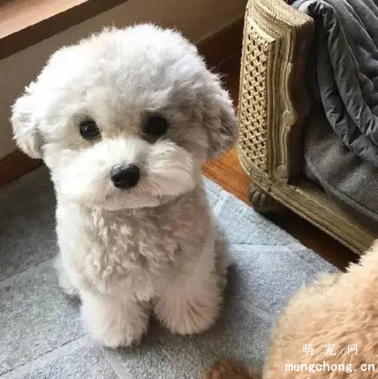 小狗眼睛流眼泪泪痕太重怎么办