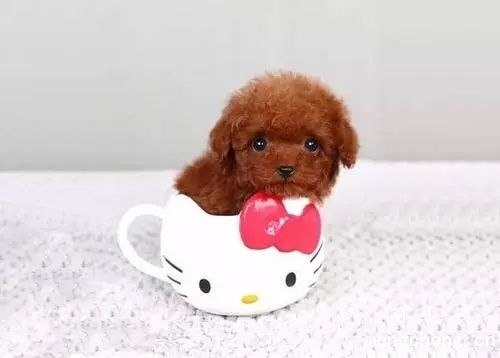 小狗肚子咕噜咕噜叫是怎么回事？
