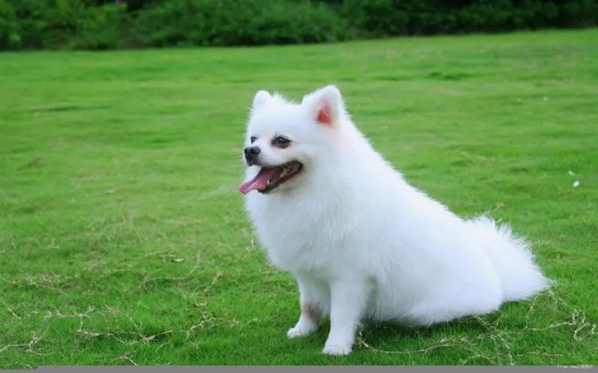 小狗肚子有虫子吃什么药？