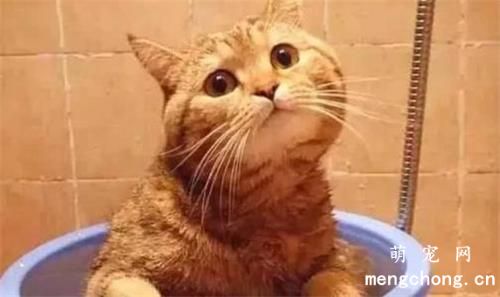 小猫一直吐黄水怎么办