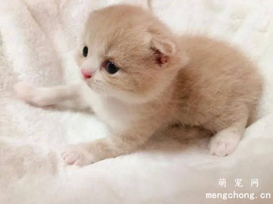 小猫便血的原因及应对措施