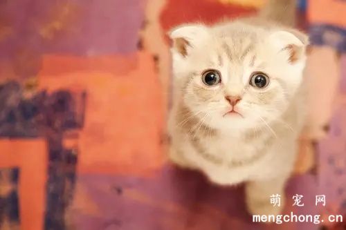 小猫吐黄水怎么治