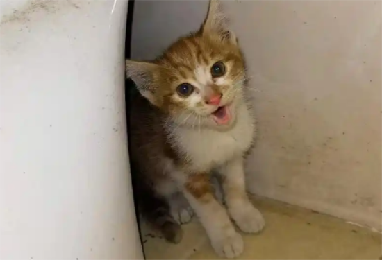 小猫失足掉进墙柱中，猫妈妈苦守3天不肯离开，见人就上前求助