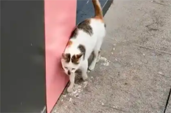 小猫失足掉进墙柱中，猫妈妈苦守3天不肯离开，见人就上前求助