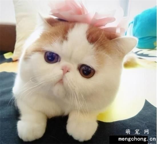小猫很精神但是口臭吃什么药