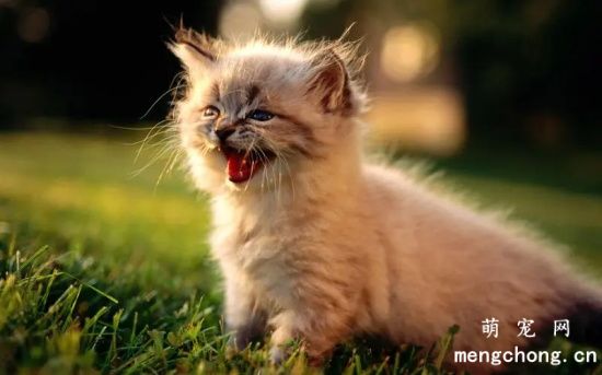 小猫打喷嚏流眼泪是感冒了吗?
