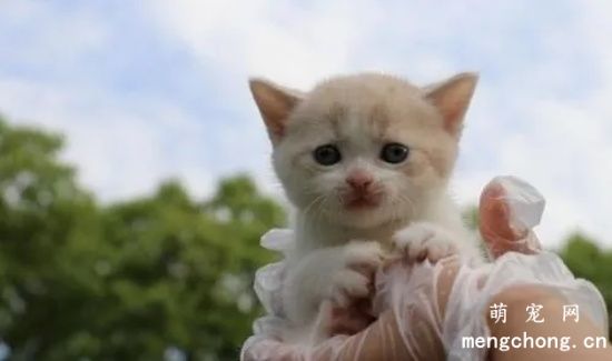 小猫拉稀带血的原因是什么？