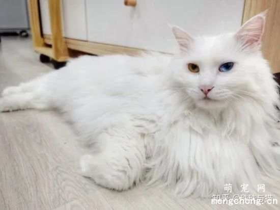 小猫肛门外凸红肿